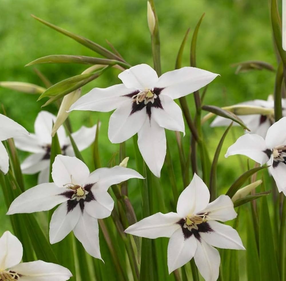 Acidanthera Flower Seeds Heirloom Non GMO Planting - 100 for planting in home garden